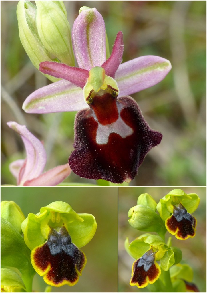 Orchidee in Sardegna, un fine settimana a 78 giri!